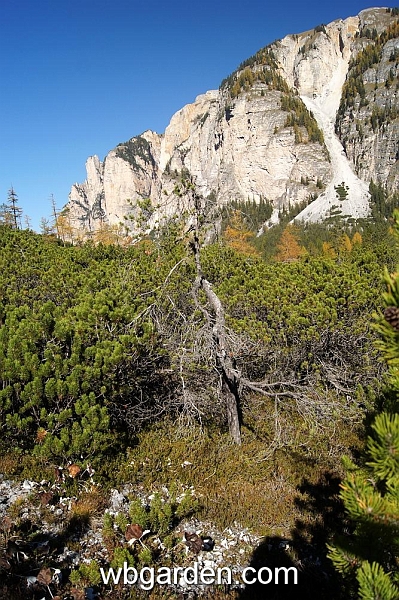 wbgarden alps 39e.JPG